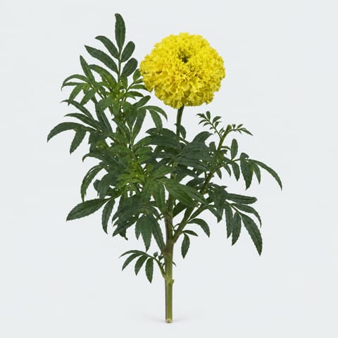 Tagetes (Erecta Grp.) Nosento Limegreen — Tagetes (Erecta Grp.) Nosento Limegreen