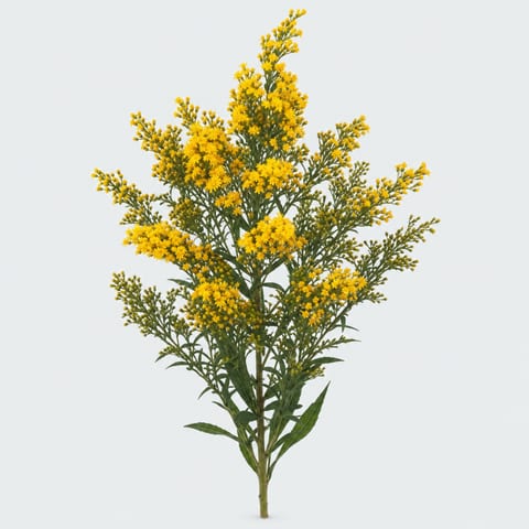 Solidago Tara Gold — Solidago Tara Gold
