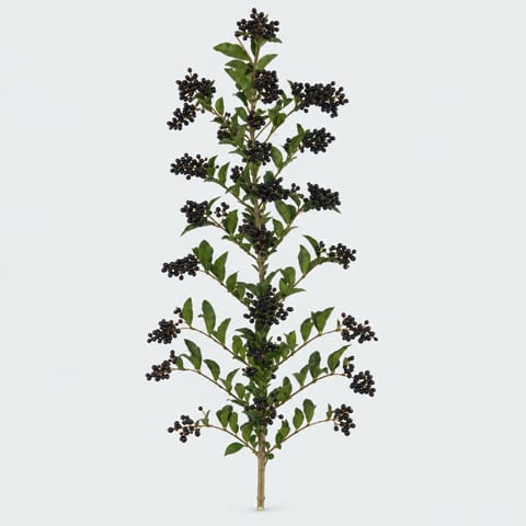 Бирючина с ягодами — Ligustrum overig met bes