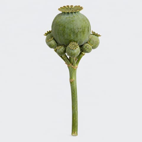 Papaver somniferum Hen and Chicken — Papaver somniferum Hen and Chicken