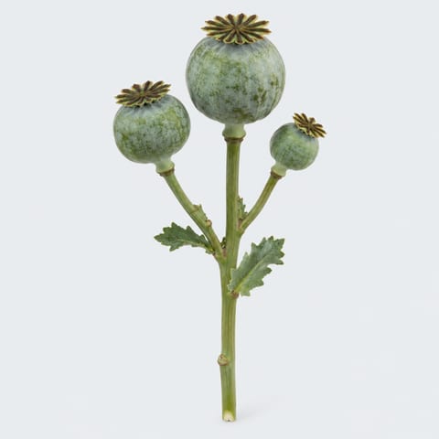 Papaver (zaaddozen) — Papaver (zaaddozen)