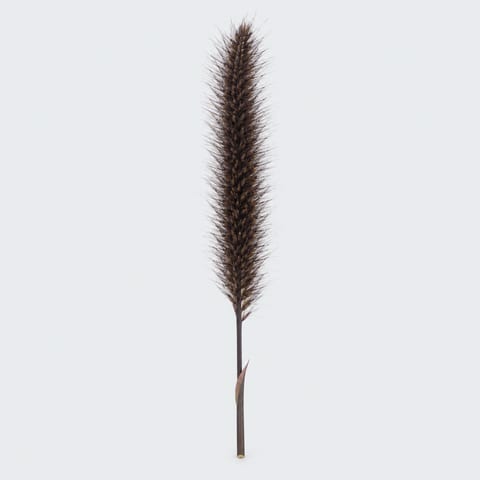 Pennisetum Black Magic — Pennisetum Black Magic