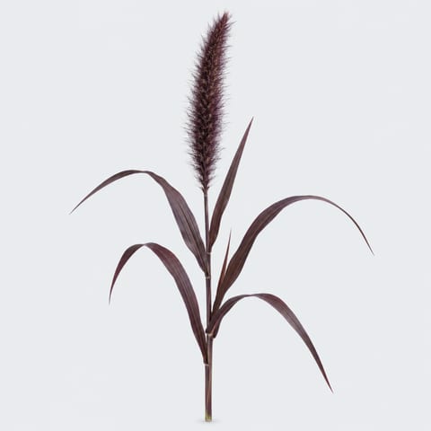 Pennisetum Purple Majesty — Pennisetum Purple Majesty
