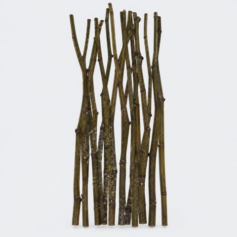 Persicaria — Persicaria