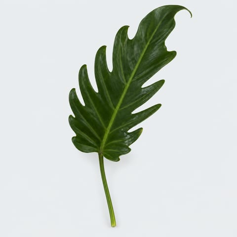 Philodendron Xanadu — Philodendron Xanadu