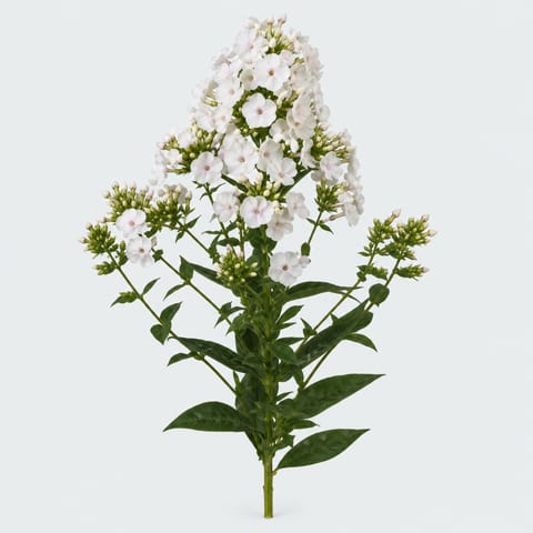 Phlox (Paniculata Grp.) Icecap — Phlox (Paniculata Grp.) Icecap