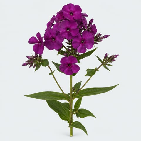 Phlox (Paniculata Grp.) Miss Fiona — Phlox (Paniculata Grp.) Miss Fiona