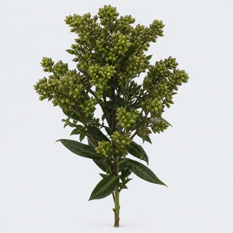 Phlox (Paniculata Grp.) Pleasant Feelings — Phlox (Paniculata Grp.) Pleasant Feelings