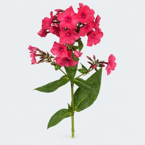 Phlox (Paniculata Grp.) Windsor — Phlox (Paniculata Grp.) Windsor