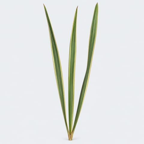 Phormium tenax Variegatum — Phormium tenax Variegatum