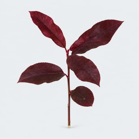 Photinia fraseri Purple Peter — Photinia fraseri Purple Peter