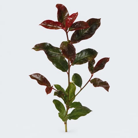 Photinia fraseri Red Robin (rood) — Photinia fraseri Red Robin (rood)
