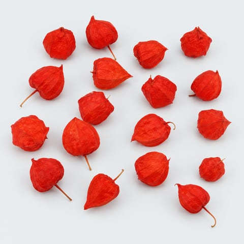 Physalis alkekengi lampion (los) — Physalis alkekengi lampion (los)