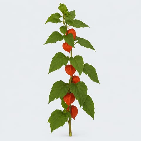 Physalis alkekengi lampion (tak) — Physalis alkekengi lampion (tak)