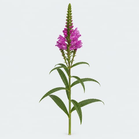 Physostegia virginiana roze — Physostegia virginiana roze