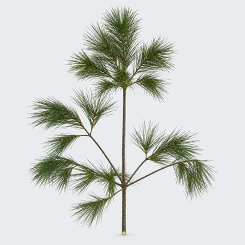 Pinus strobus — Pinus strobus
