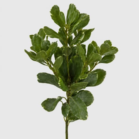 Pittosporum Han — Pittosporum Han