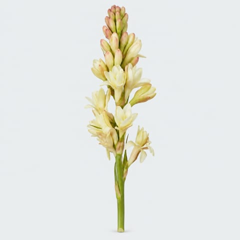 Polianthes tuberosa — Polianthes tuberosa