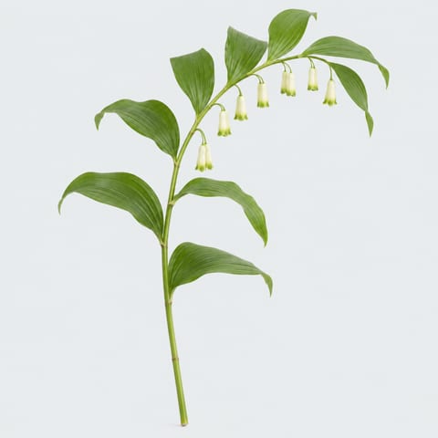 Polygonatum multiflorum — Polygonatum multiflorum