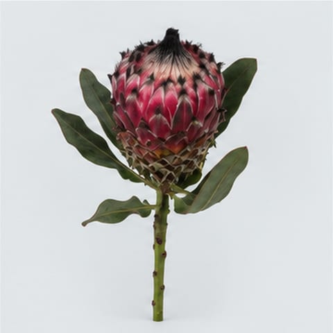Protea barbigera — Protea barbigera