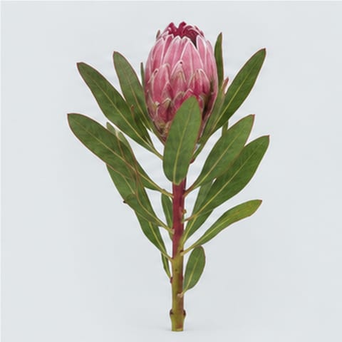 Protea Pink Ice — Protea Pink Ice