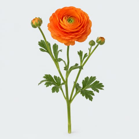 Ranunculus asiaticus Elegance Orange — Ranunculus asiaticus Elegance Orange