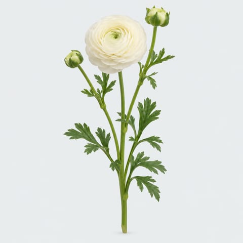Ranunculus asiaticus Elegance White — Ranunculus asiaticus Elegance White