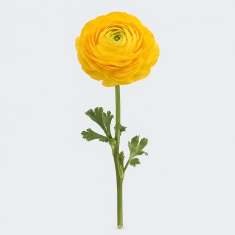 Ranunculus asiaticus Elegance Yellow — Ranunculus asiaticus Elegance Yellow