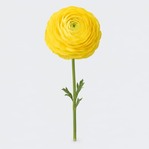 Ranunculus Friandine Grp — Ranunculus Friandine Grp