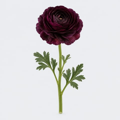 Ranunculus Pauline Violet — Ranunculus Pauline Violet