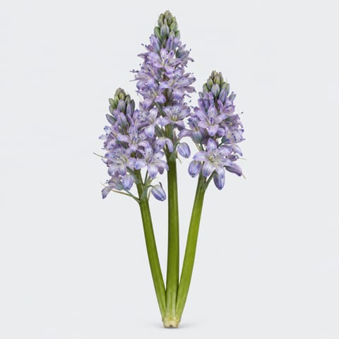 Scilla overig blauw — Scilla overig blauw