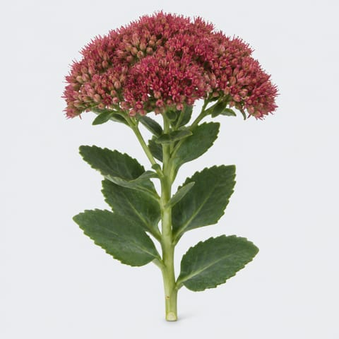 Sedum spectabile (bloeiend) — Sedum spectabile (bloeiend)