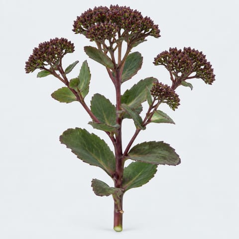 Sedum Matrona (groen) — Sedum Matrona (groen)