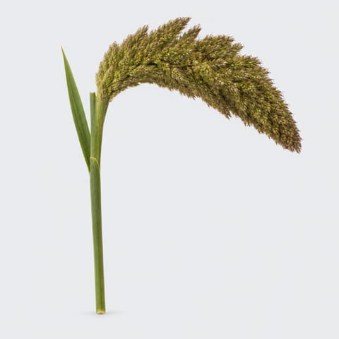 Setaria italica Tomer — Setaria italica Tomer