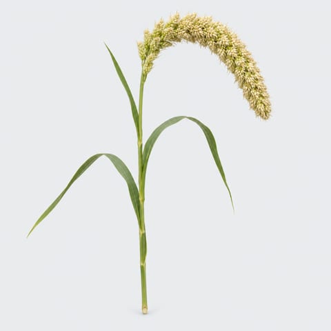 Setaria italica Volle Melk — Setaria italica Volle Melk
