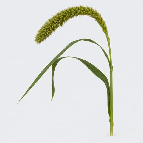 Setaria italica — Setaria italica