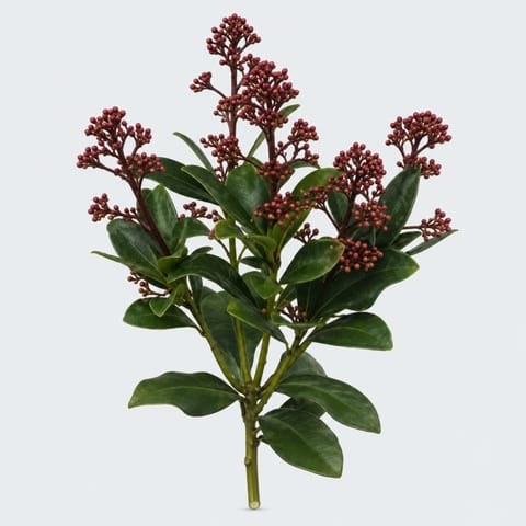 Skimmia japonica Rubella — Skimmia japonica Rubella