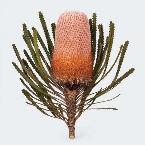 Банксия Хукера — Banksia hookeriana
