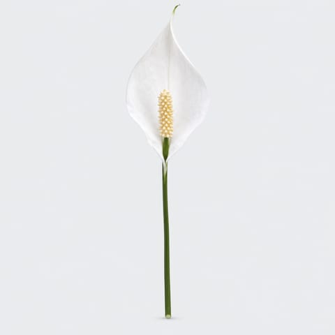 Spathiphyllum (bloem) — Spathiphyllum (bloem)
