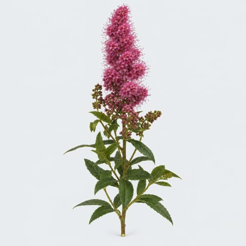 Spiraea douglasii — Spiraea douglasii