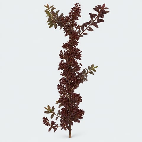 Spiraea nipponica Snowmound (decor) — Spiraea nipponica Snowmound (decor)