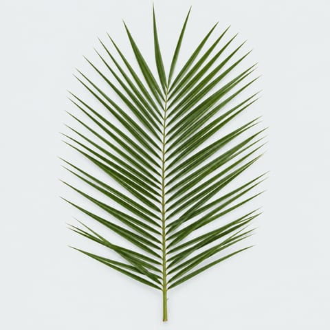 Phoenix roebelenii (blad) — Phoenix roebelenii (blad)