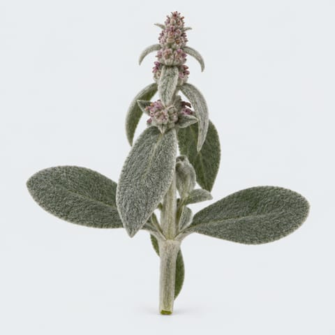Stachys byzantina Silver Finch — Stachys byzantina Silver Finch