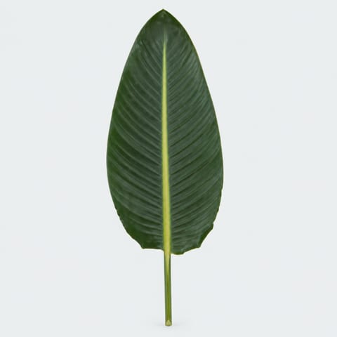 Strelitzia reginae (blad) — Strelitzia reginae (blad)