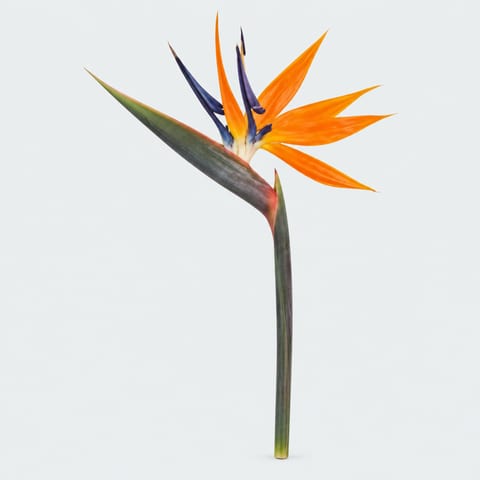Strelitzia reginae (bloem) — Strelitzia reginae (bloem)
