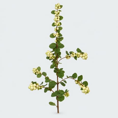 Symphoricarpos Bright Fantasy — Symphoricarpos Bright Fantasy