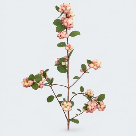 Symphoricarpos Charming Fantasy — Symphoricarpos Charming Fantasy