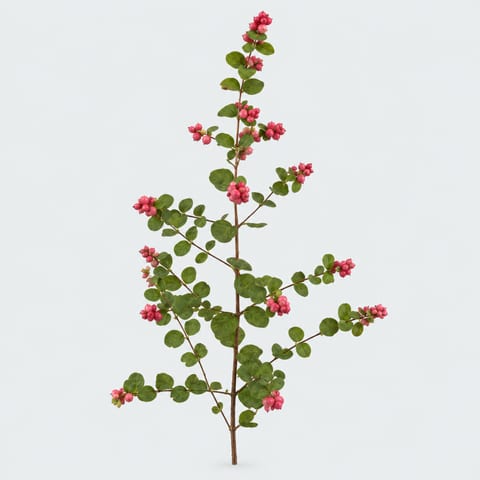 Symphoricarpos x doorenbosii Red Pearl — Symphoricarpos x doorenbosii Red Pearl