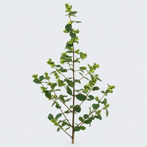 Symphoricarpos Greenpearl Fantasy — Symphoricarpos Greenpearl Fantasy