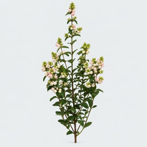 Symphoricarpos Sweet Fantasy — Symphoricarpos Sweet Fantasy
